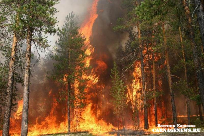 В России горят леса.