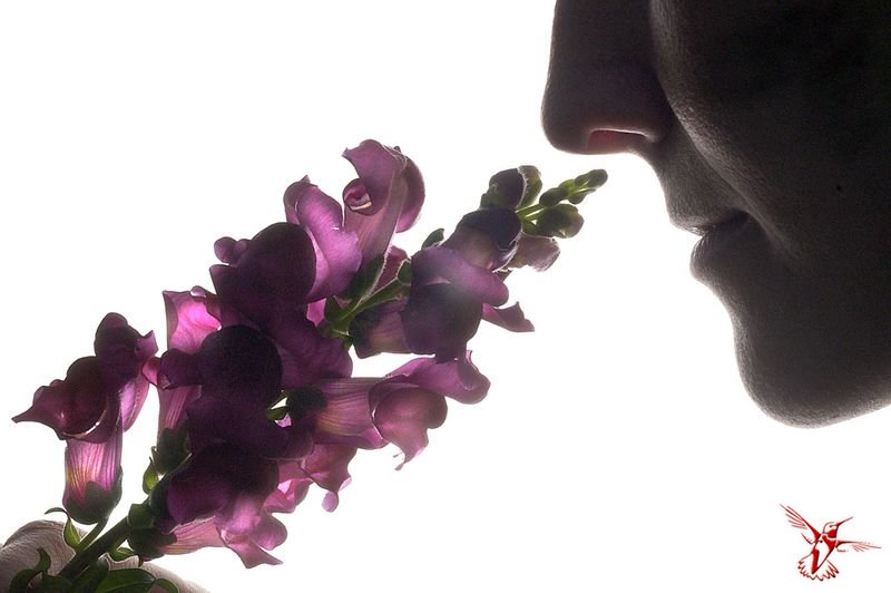 10 фактов о самых полезных запахах