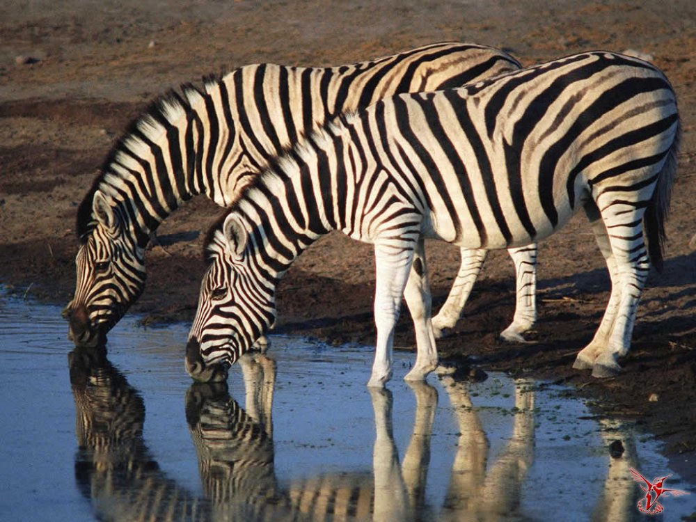 Почему зебра полосата