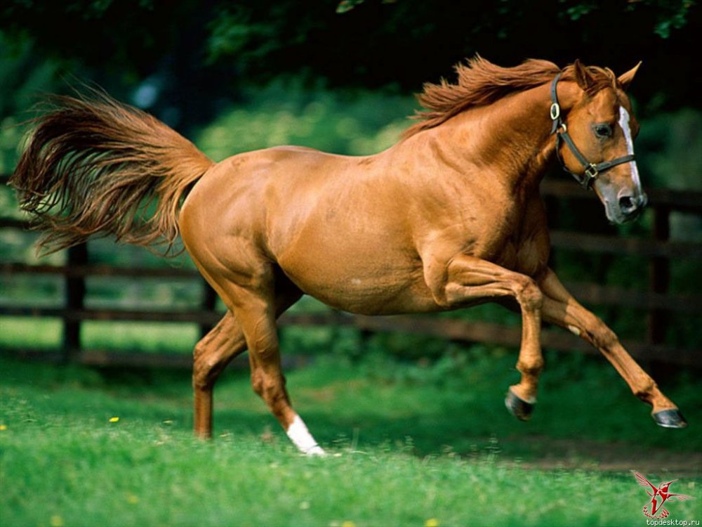 26 фактов о лошадях