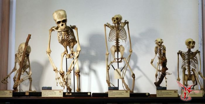 Музей зоологии и сравнительной анатомии Гранта в Лондоне