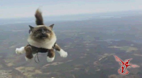 Коты – парашютисты