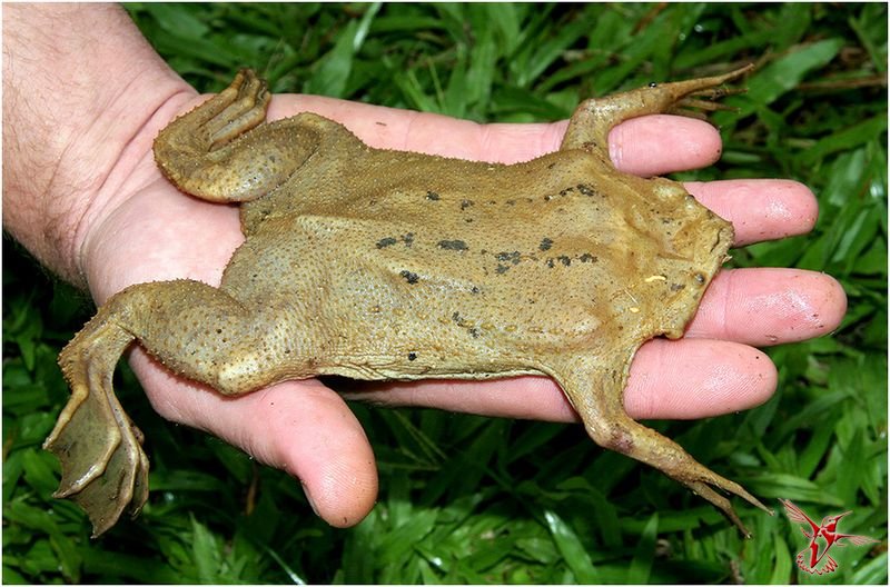 Необычная жаба