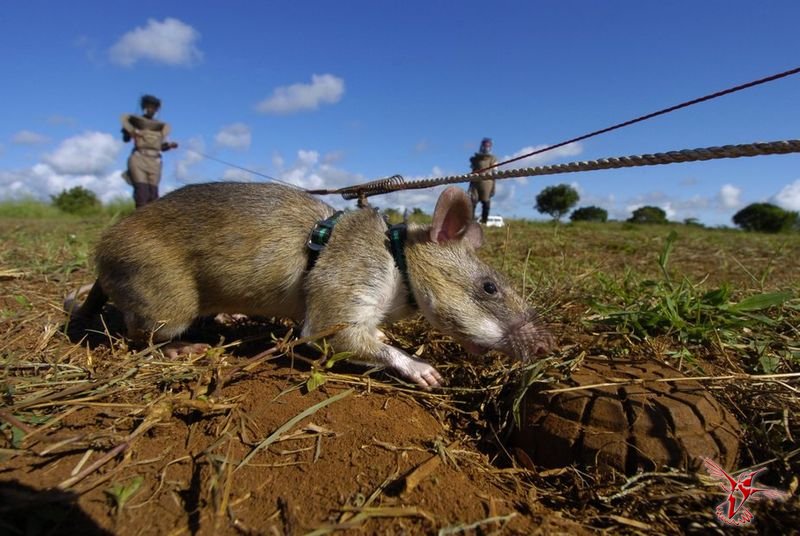 Крысы-саперы спасают Мозамбик