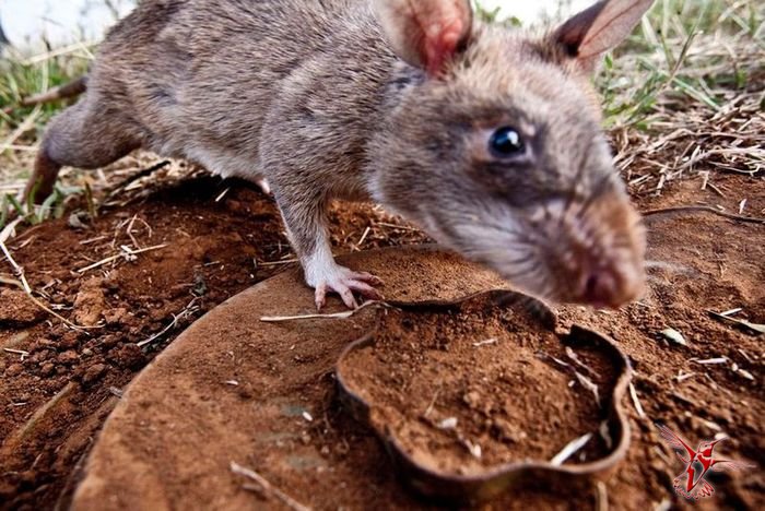 Крысы-саперы спасают Мозамбик