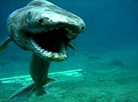 Плащеносная акула - живое ископаемое
