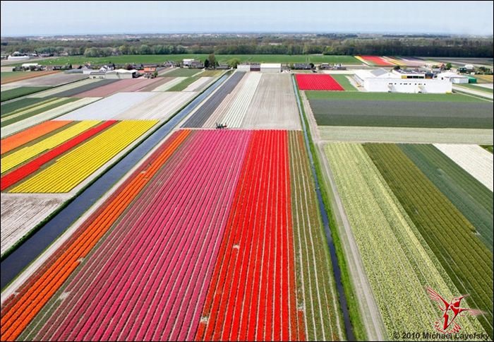 Путешествие в Голландию: когда цветут тюльпаны