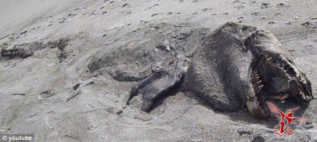 Неизвестное существо выбросило на пляж