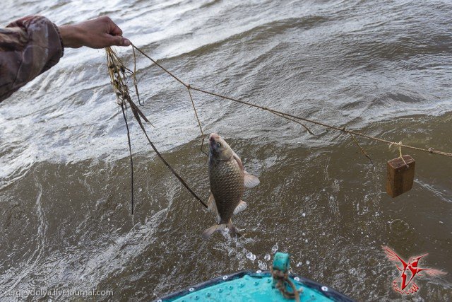 Браконьерская рыбалка в Астрахани