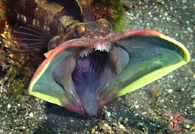 10 реальных морских существ из ваших кошмаров