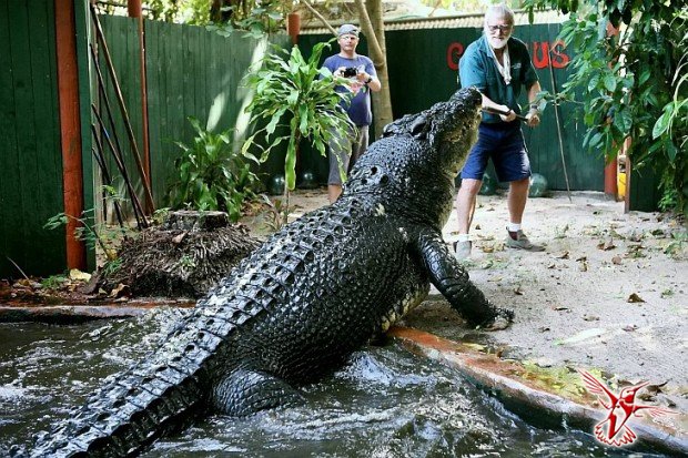 Кассиус Клей — самый большой в мире крокодил