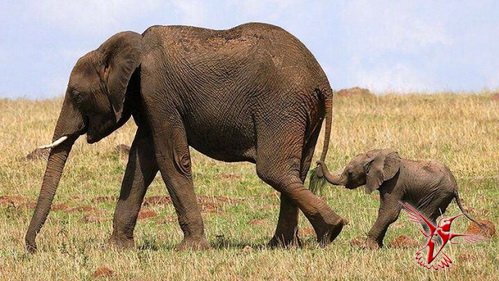 Прикольные факты о прикольных слонах
