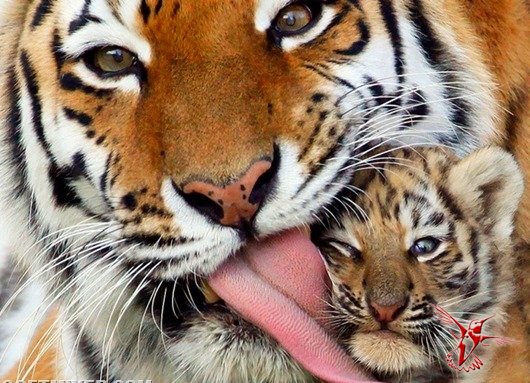 Тигры: сорок любопытных фактов