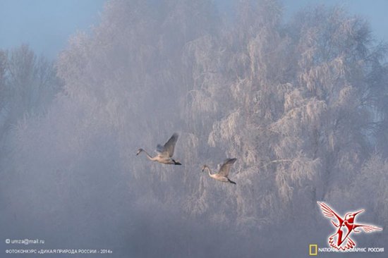 Лучшие фотографии дикой природы России