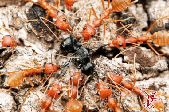15 занимательных фактов о муравьях