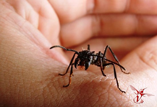 15 занимательных фактов о муравьях