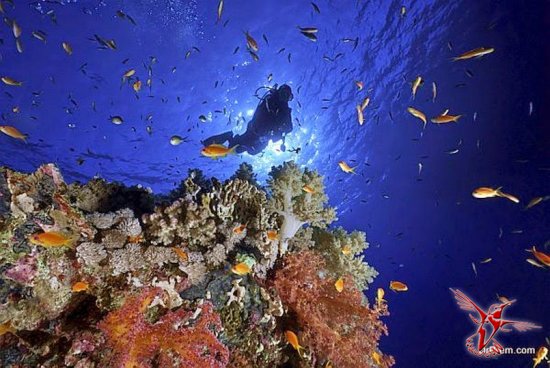 Семь самых стоящих мест для любителей подводного плавания
