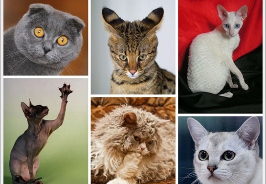 Секреты происхождения необычных котов