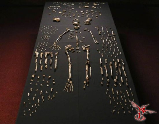 Обнаружен новый вид людей — Homo naledi