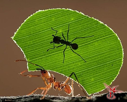 Загадки муравьиной телепортации