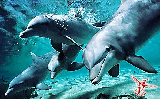 Дельфины с «темной» стороны