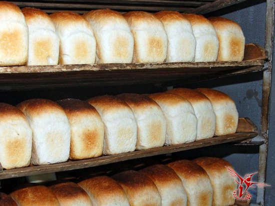 Новости импортозамещения: в России разрешат выпекать хлеб из зерна, предназначенного на корм скоту