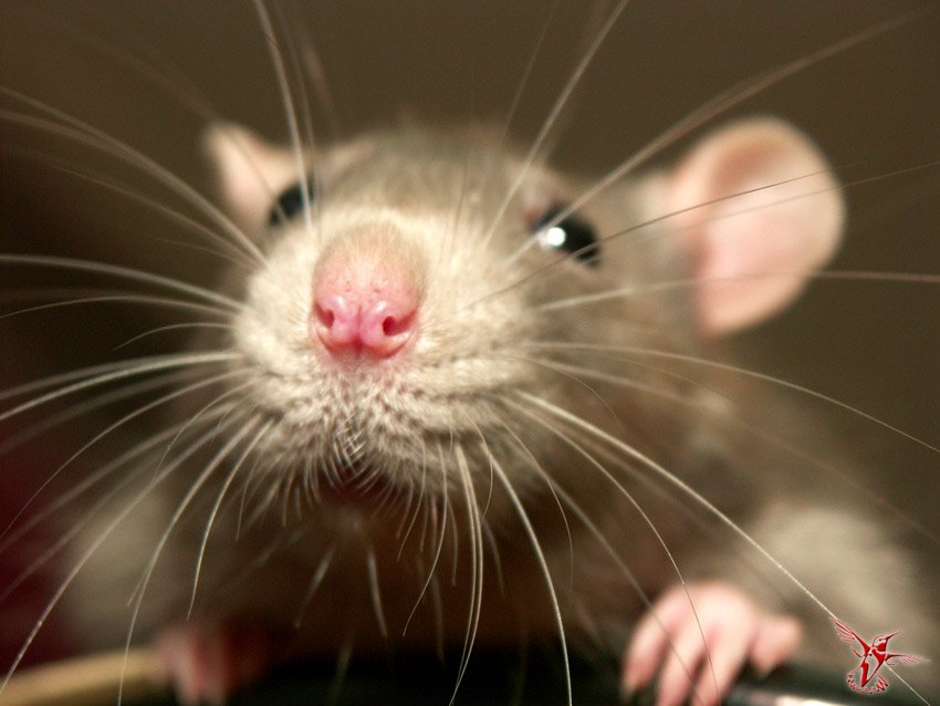 25 фактов о крысах