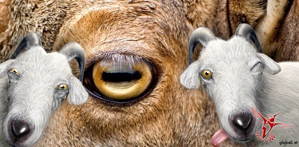 глаз козы и то, как выглядит он на картинках в livejournal