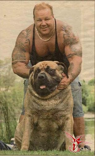 Самая большая собака в мире, Геркулес