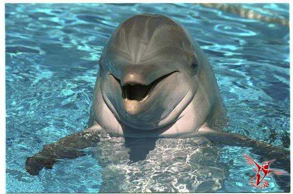 Билль о правах дельфинов