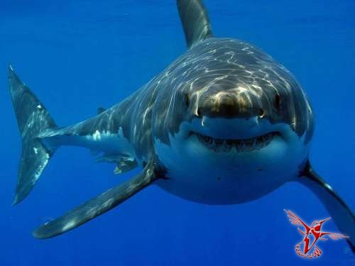 54 факта об акулах