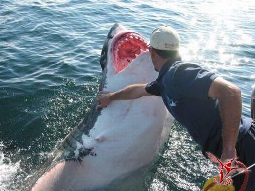 Удивительная история любви акулы к человеку