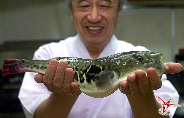 Как готовят и за что любят в Японии рыбу фугу
