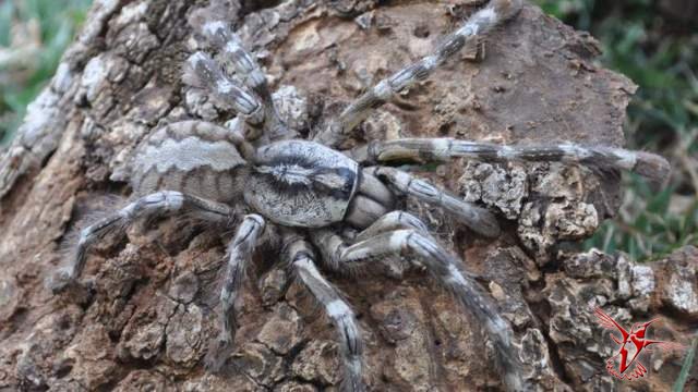 На Шри-Ланке обнаружили паука размером с человеческое лицо