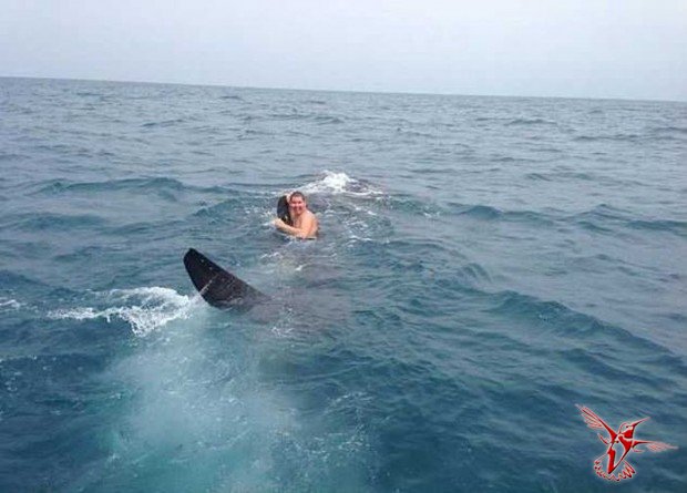 Парень прокатился на 9-метровой китовой акуле