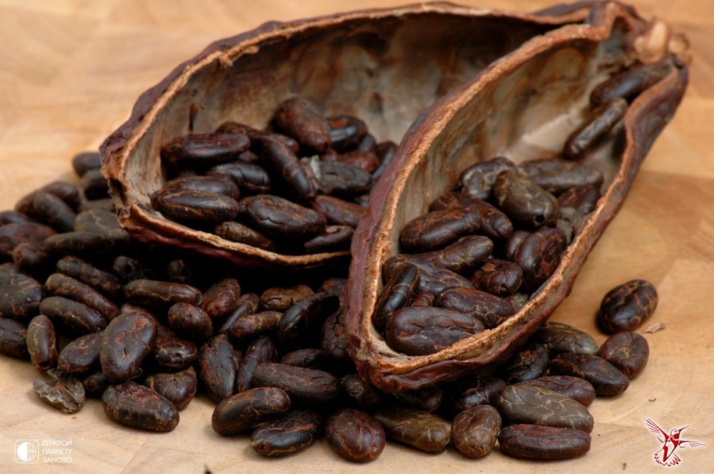 Какао — шоколадное дерево