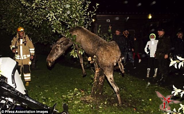 В Швеции спасателям пришлось снимать с яблони пьяного лося