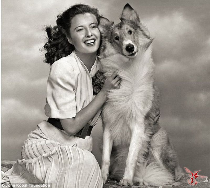 Фотографии знаменитых собак 1920-1950 х гг