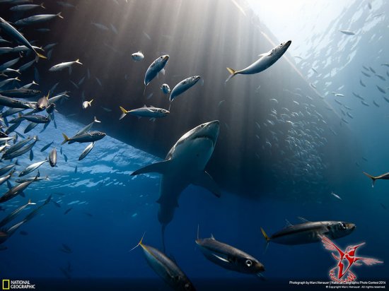 National Geographic 2014: Самые интересные фотографии живой природы