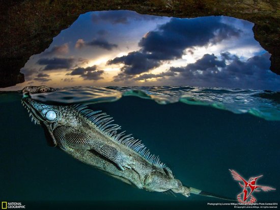 National Geographic 2014: Самые интересные фотографии живой природы