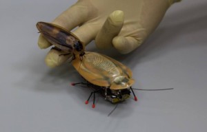 Россия разрабатывает робота-шпиона в виде таракана