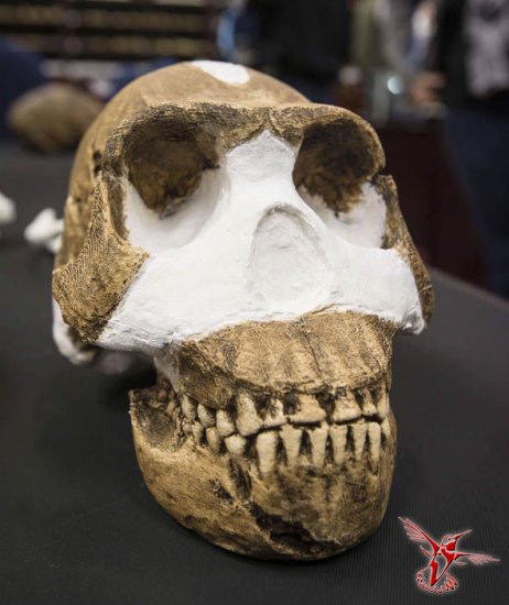 Обнаружен новый вид людей - Homo naledi