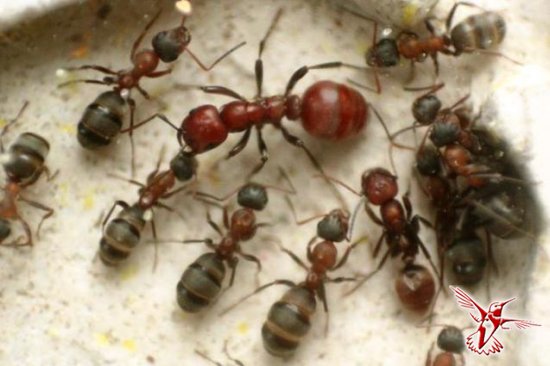 15 удивительных фактов о муравьях