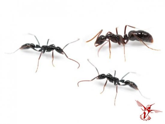 15 удивительных фактов о муравьях
