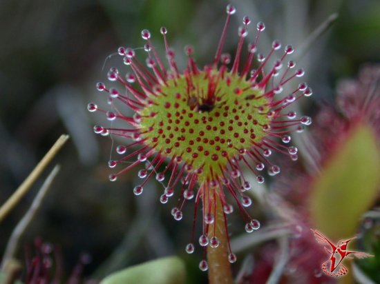 10 самых странных растений, которые способны вас удивить