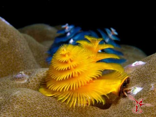 10 необычных морских обитателей, о которых вы не знали