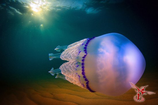 Подробный взгляд на медузу