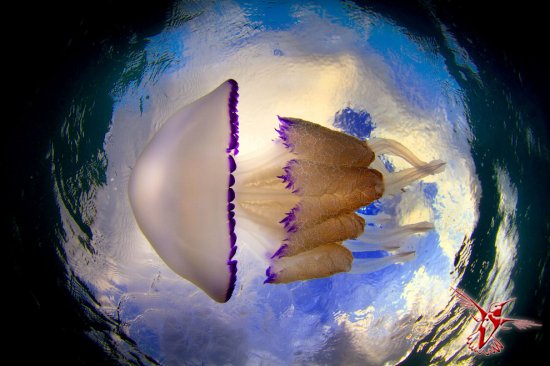 Подробный взгляд на медузу